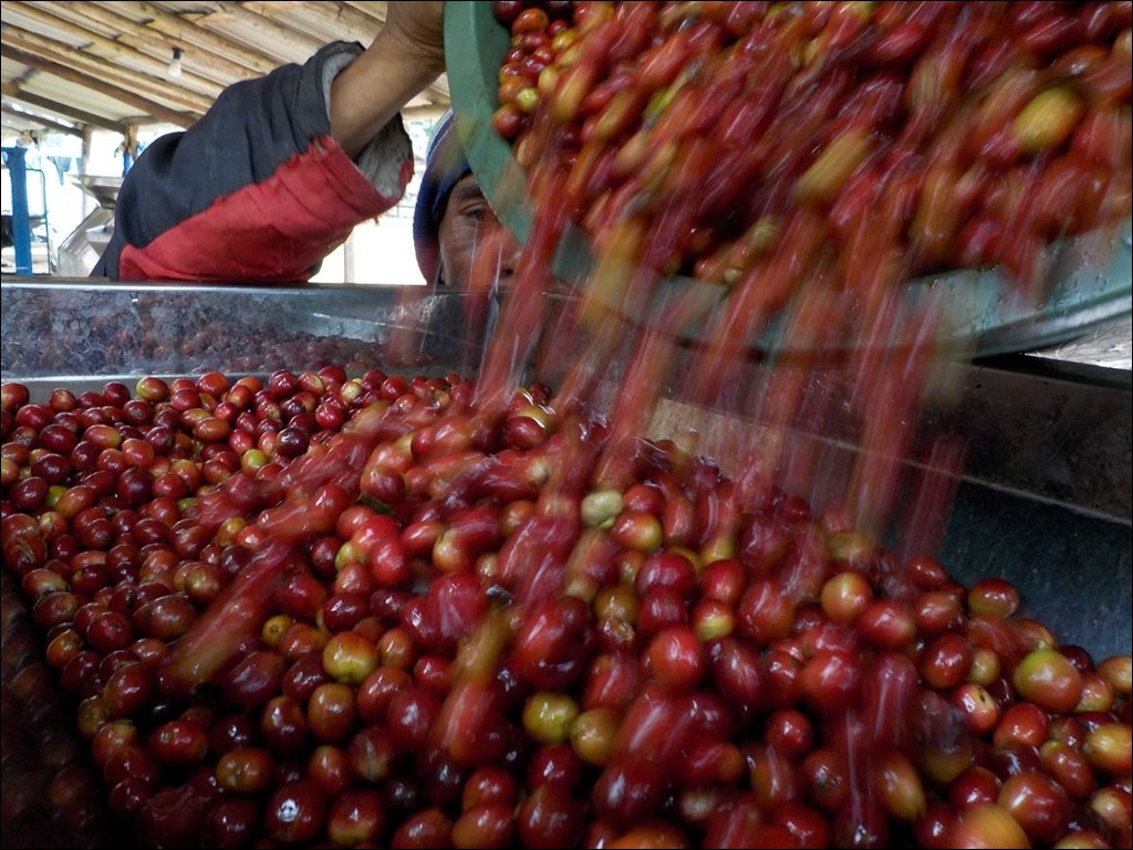 인도네시아 지역별커피 Kopi Jawa Ijen.jpg