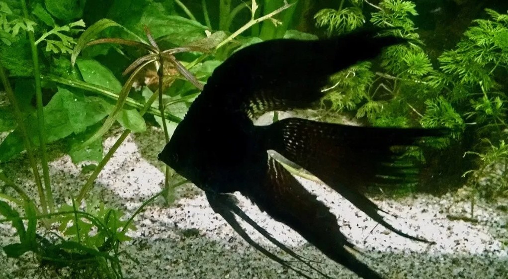 manfish black slayer.jpg