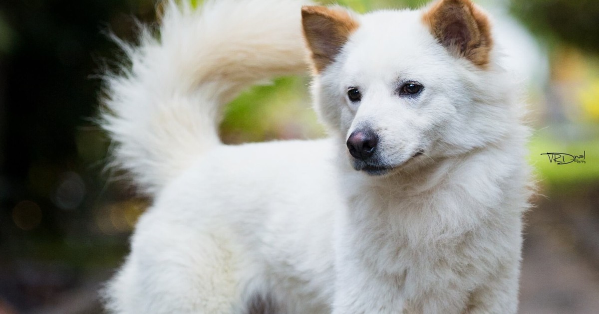 kintamani_dog.jpg
