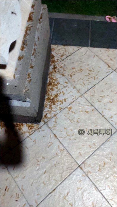 발리 라론001.jpg