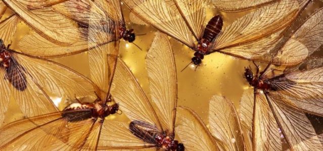 main_img_termite-swarmers.jpg
