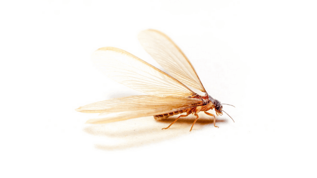 main_img_picture-of-flying-termites.png