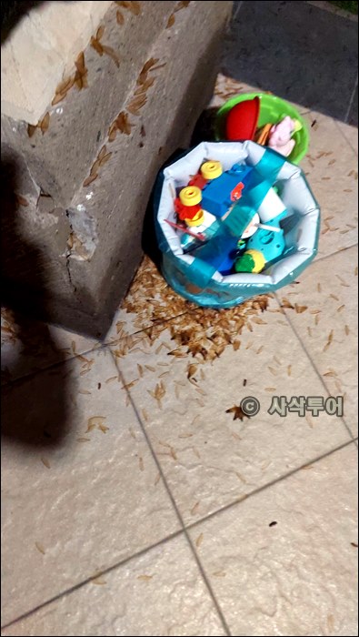 발리 라론003.jpg