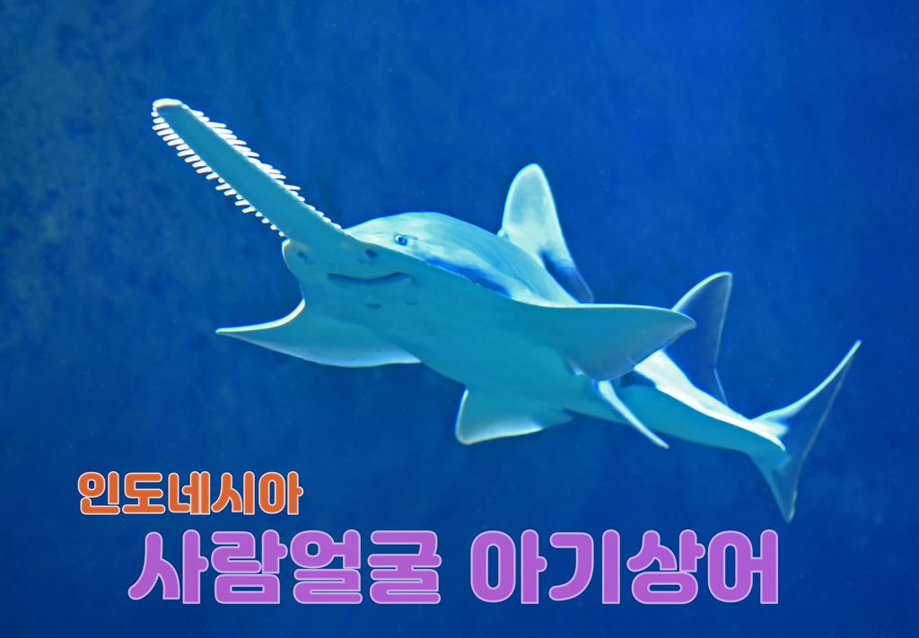 아기 상어.jpg