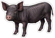 발리돼지.png