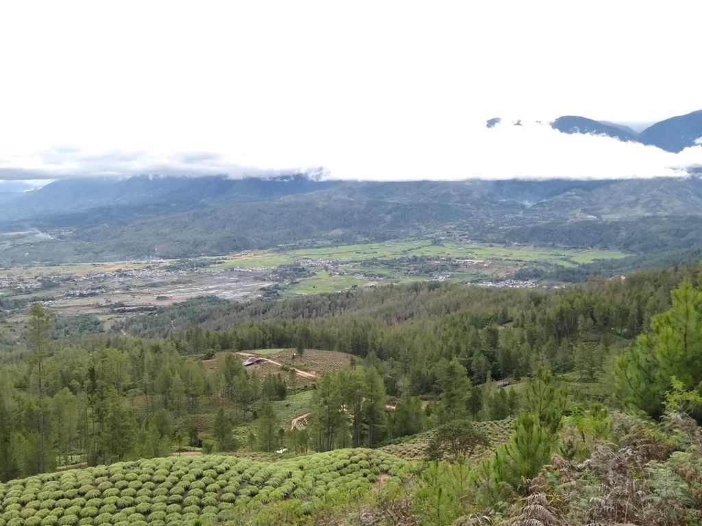 Gayo Lues.jpg