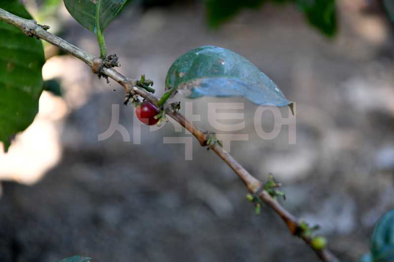 ptpn 커피DSC_5666.jpg
