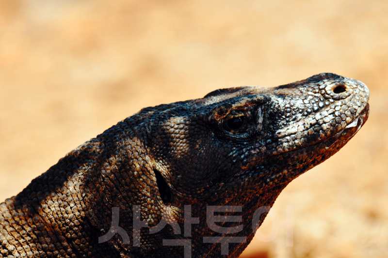 ptpn 커피DSC_7335.jpg
