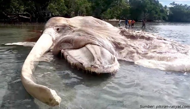 fakta-gajah-mina-hewan-mitologi.jpg