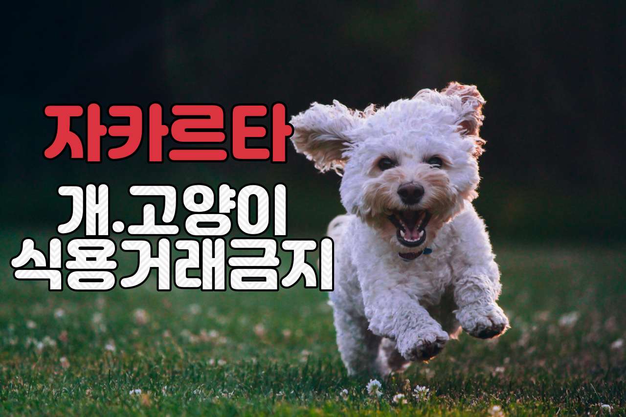 자카르타 개고양이 식용거래 금지.jpg