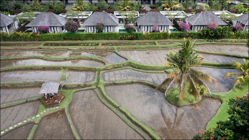 Visesa_s Rice Field View.jpg