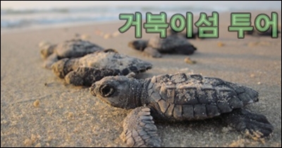 거북이섬투어.jpg
