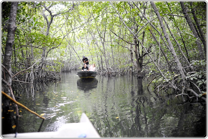 mangrove006.JPG