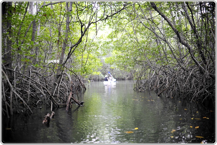 mangrove005.JPG