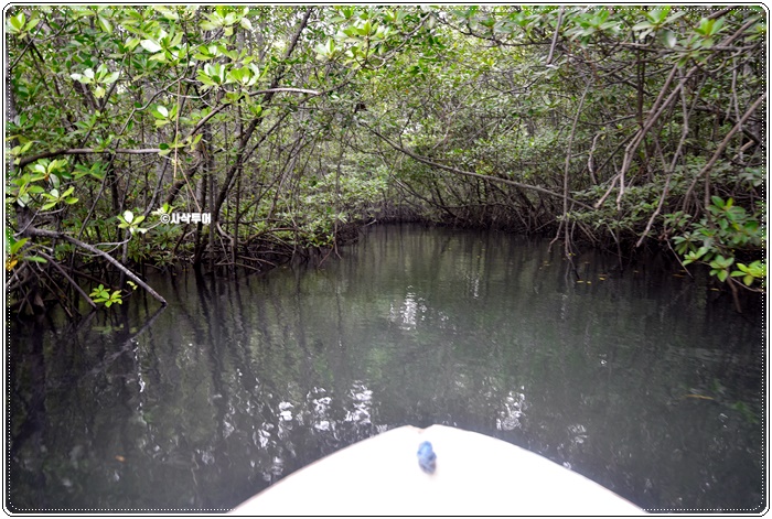 mangrove001.JPG
