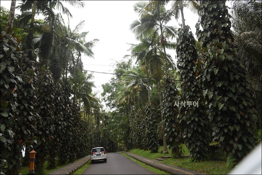 taman raya bedugul036.JPG