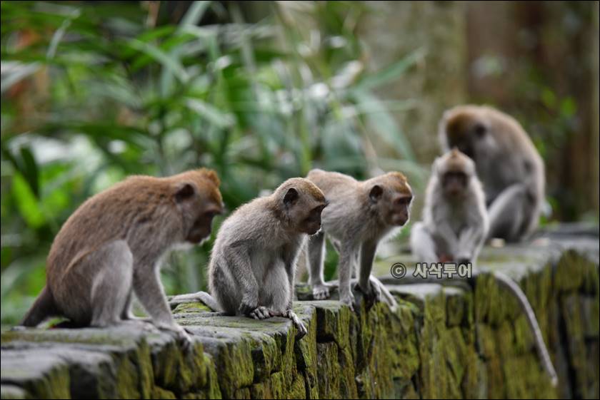 sangeh monyet047.jpg