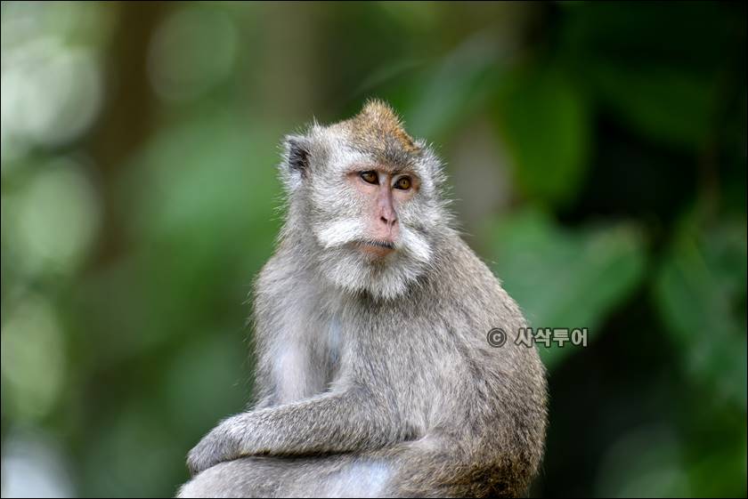 sangeh monyet013.jpg