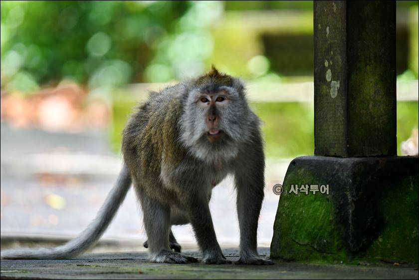 sangeh monyet027.jpg