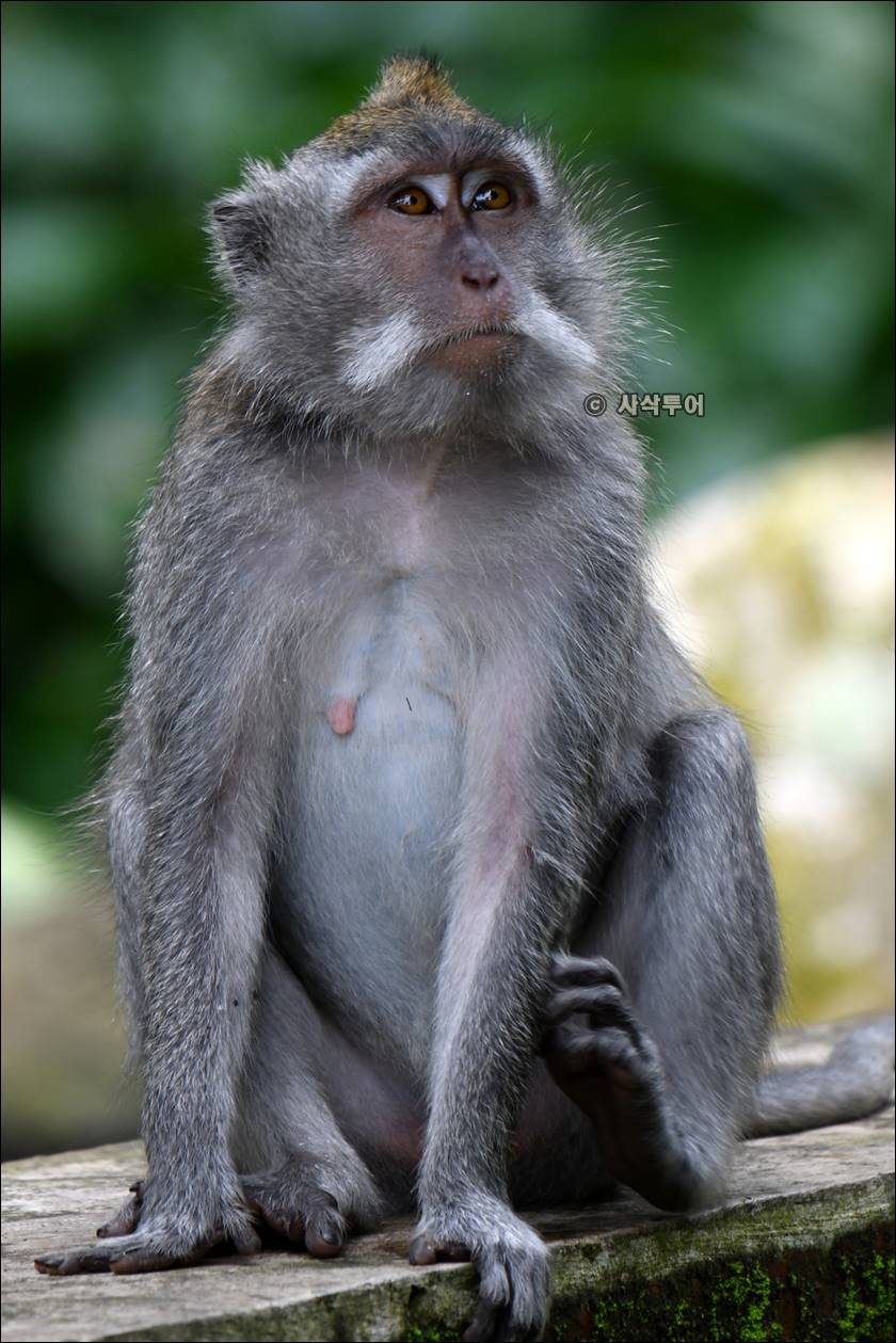 sangeh monyet016.jpg