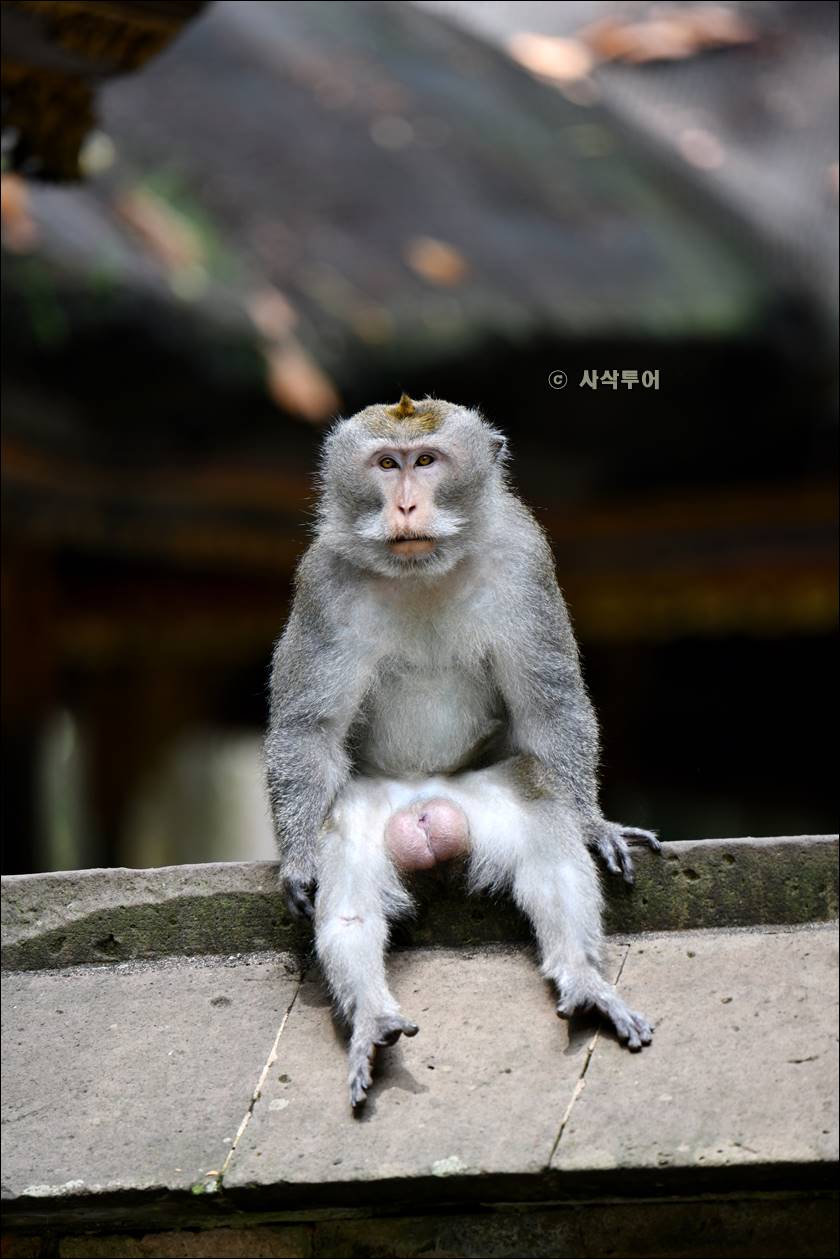 sangeh monyet030.jpg