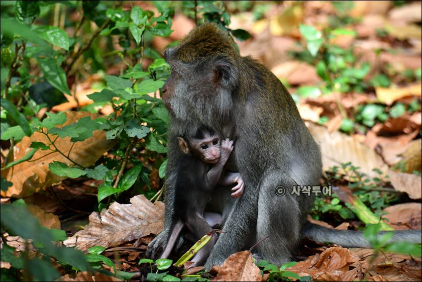 sangeh monyet039.jpg