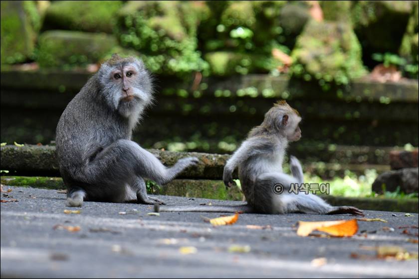 sangeh monyet028.jpg
