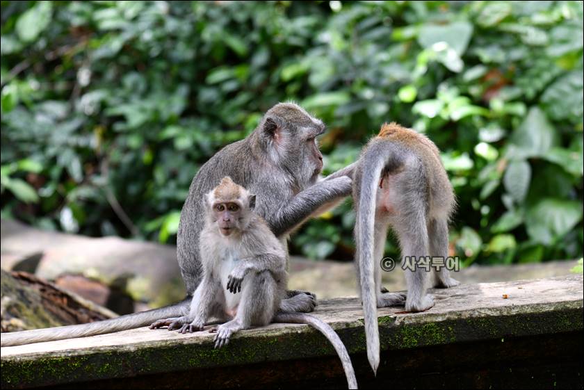 sangeh monyet018.jpg