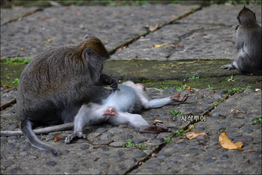 sangeh monyet066.jpg
