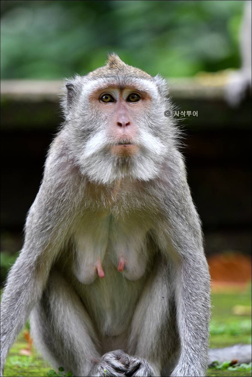 sangeh monyet021.jpg