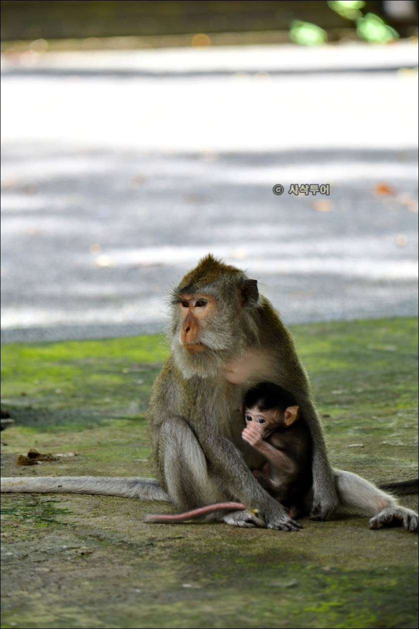 sangeh monyet037.jpg