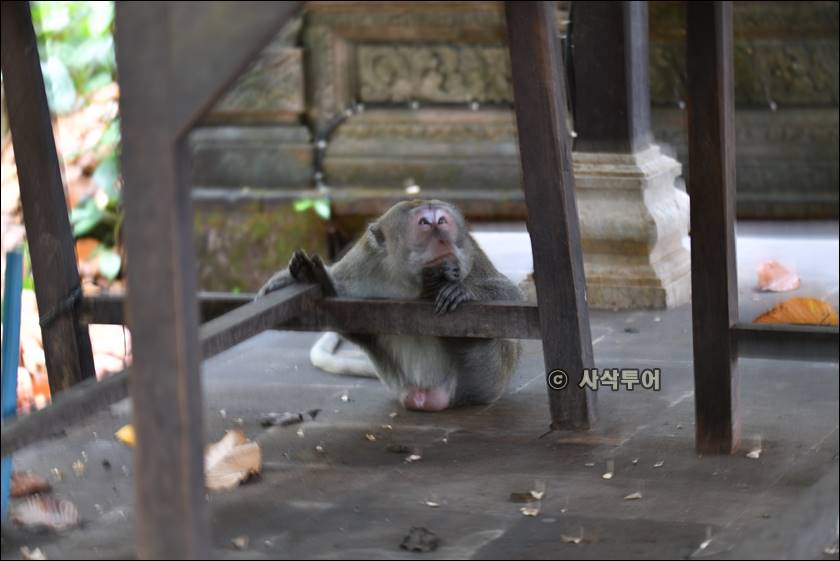sangeh monyet043.jpg