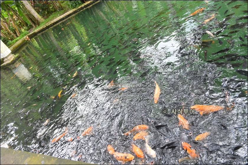 sangeh taman025.jpg