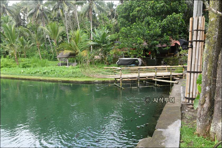 sangeh taman017.jpg