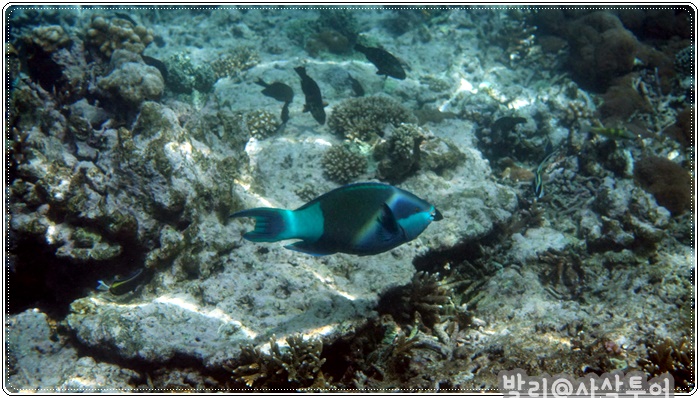 700snorkelingDSC04093.JPG