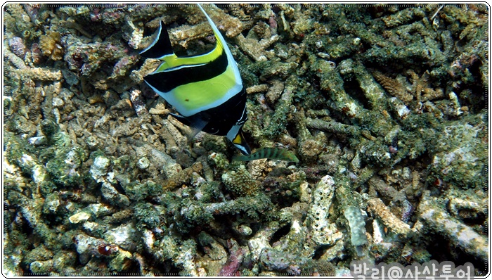 700snorkelingDSC04107.JPG