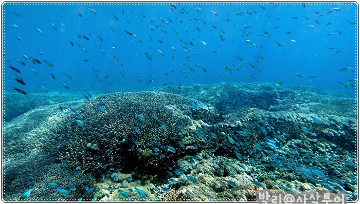 700snorkelingDSC04164.JPG