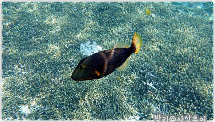 700snorkelingDSC04076.JPG