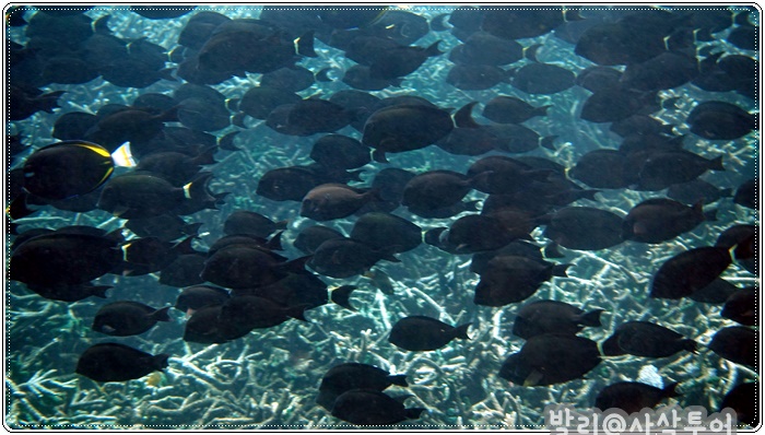 700snorkelingDSC04018.JPG