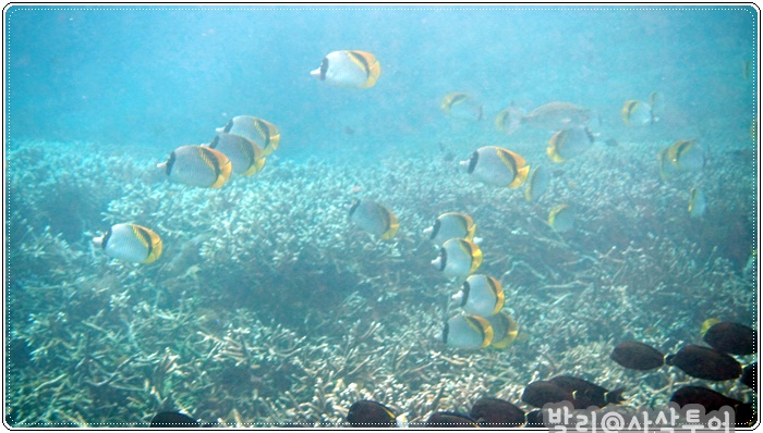 700snorkelingDSC04030.JPG