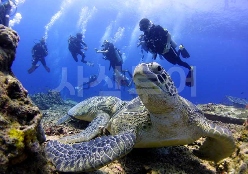 길리 체험다이빙divingDSC07164.jpg