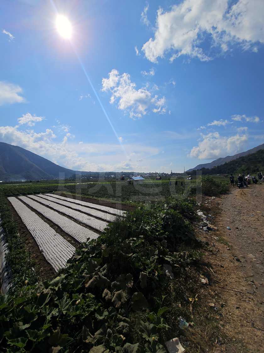 슴발론 딸기농장20241005_150458.jpg