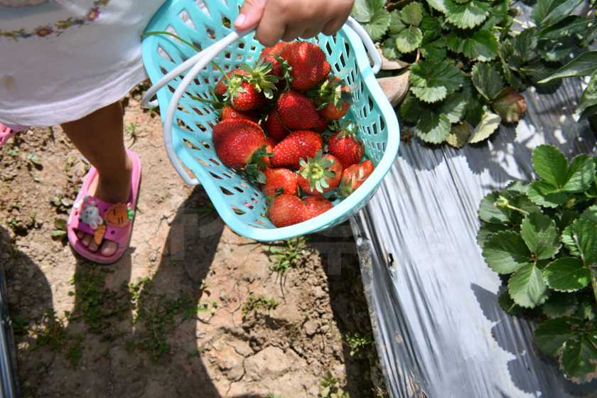 슴발론 딸기농장DSC_8586.jpg