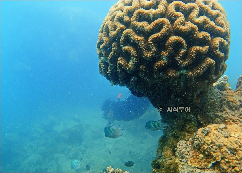 뿔라우쁠랑이 스노클링028.jpg