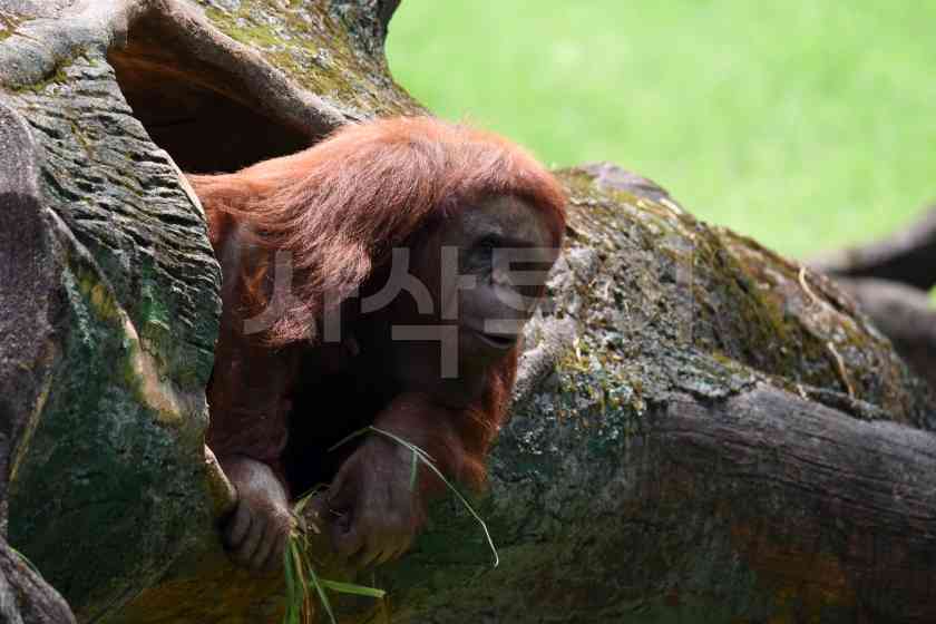 따만사파리2DSC_4801.JPG