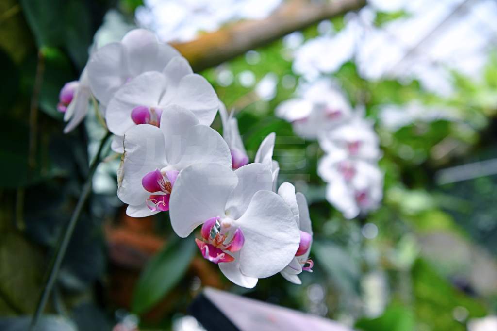 끄본 보고르 라야 DSC_3502.jpg