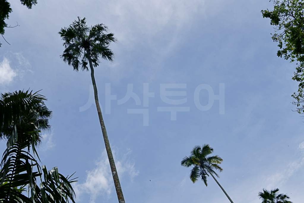 끄본 보고르 라야 DSC_3471.jpg
