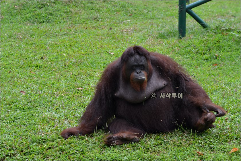 자카르타 동물원080.JPG
