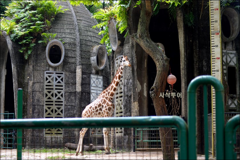 자카르타 동물원136.JPG