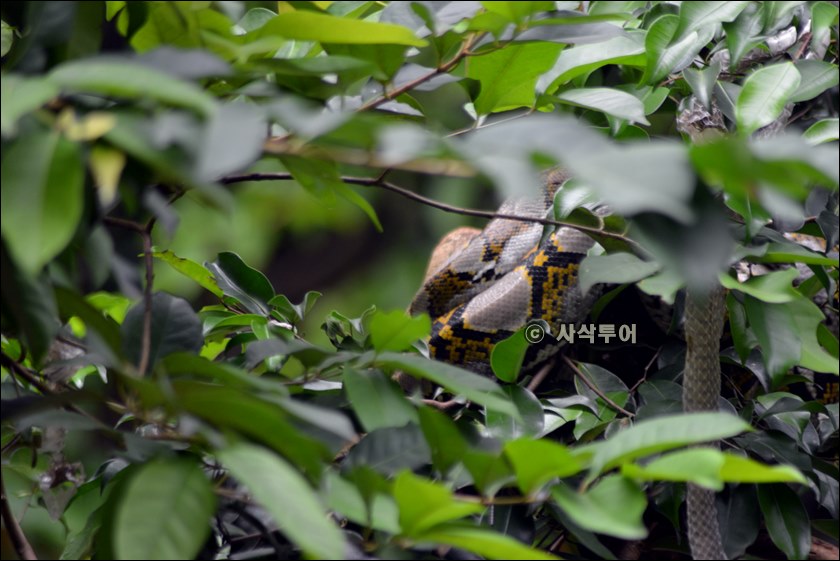 자카르타 동물원037.JPG